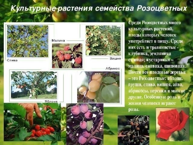 Практическое использование растений семейства розоцветных в повседневной жизни и культуре